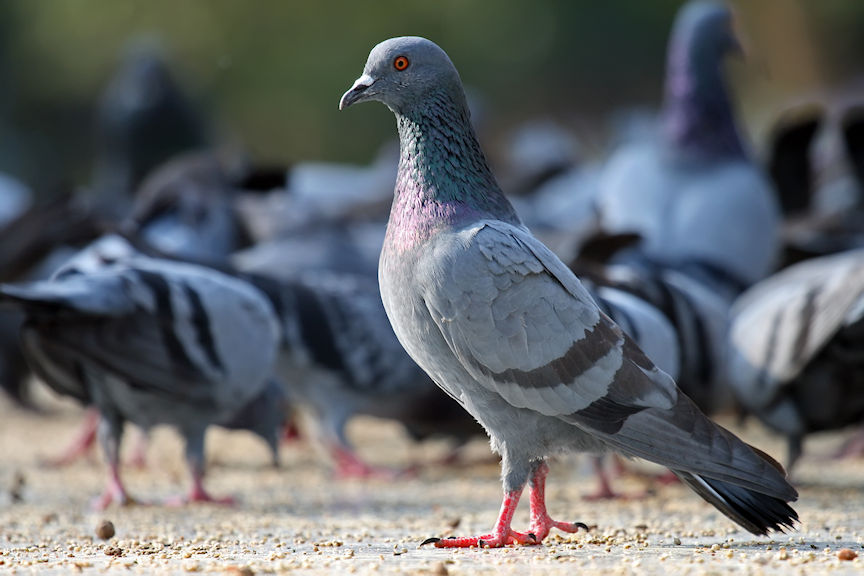 Image of Pigeon Courtesy Wikipedia