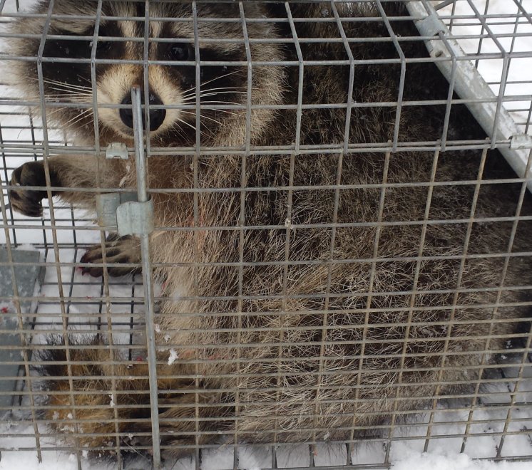 Image of Raccoon in Cage